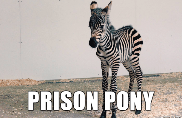 Prison Pony