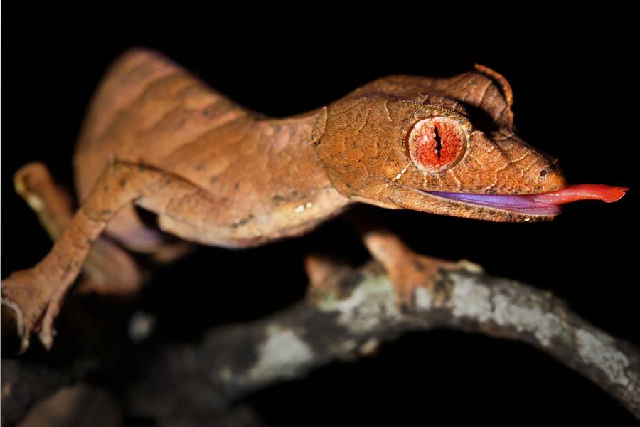 Satanic leaf-tailed gecko
