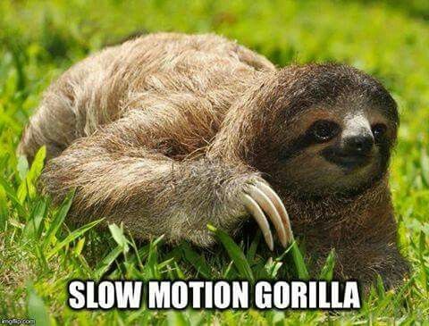 Slow Motion Gorilla