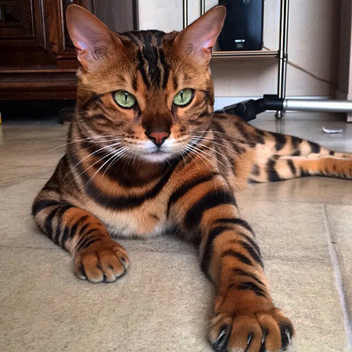 Bengal cat