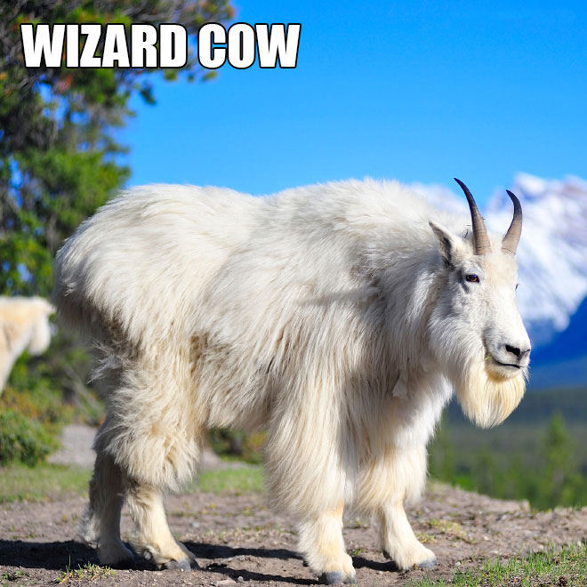 Wizard Cow
