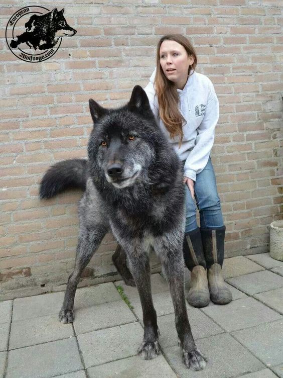 Wolf Hybrid