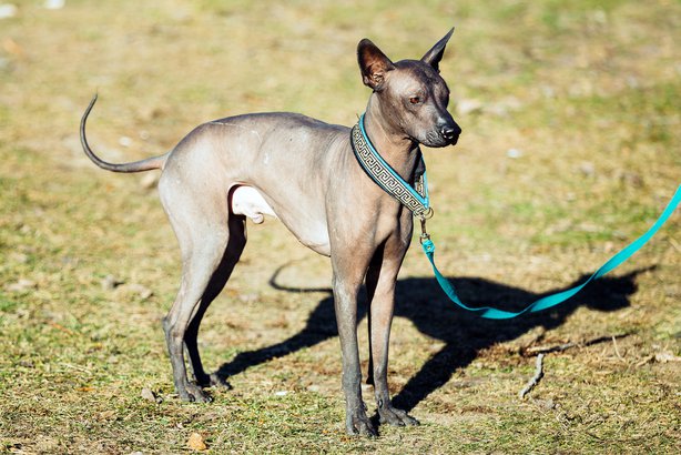 Xoloitzcuintli