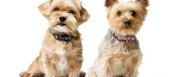 Dog Breeds That Don't Shed Hairs