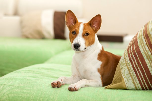 Basenji