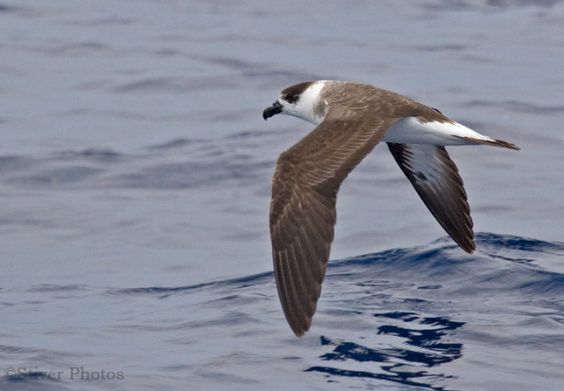Bermuda Petrel