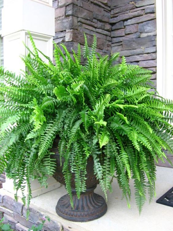 Boston Fern