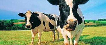 Top controversies about cattle