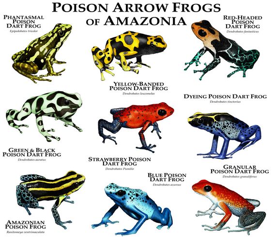Poison Dart Frog
