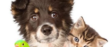 Economical ways to keep your pets healthy and happy