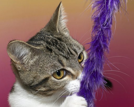 Feathered toy