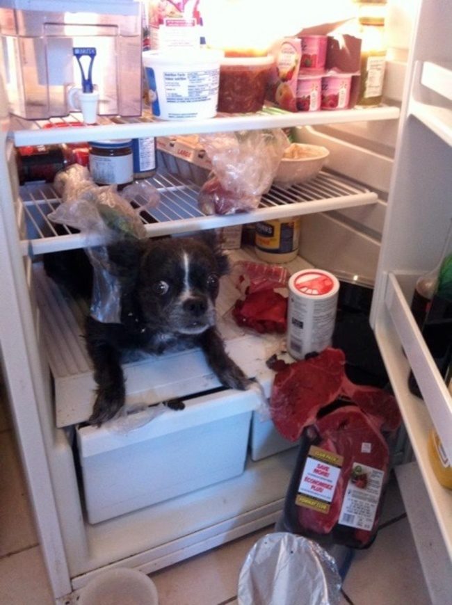 dog in fridge