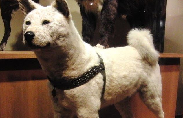 Heartbreaking Tales of Faithful Dogs