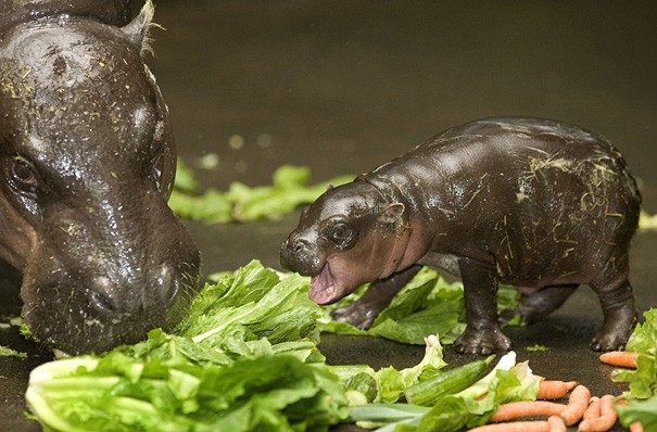 Baby Hippo