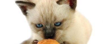Homemade toys for keeping your pet cat happy