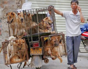 Chinese Dog eating Festival starts in 5 weeks