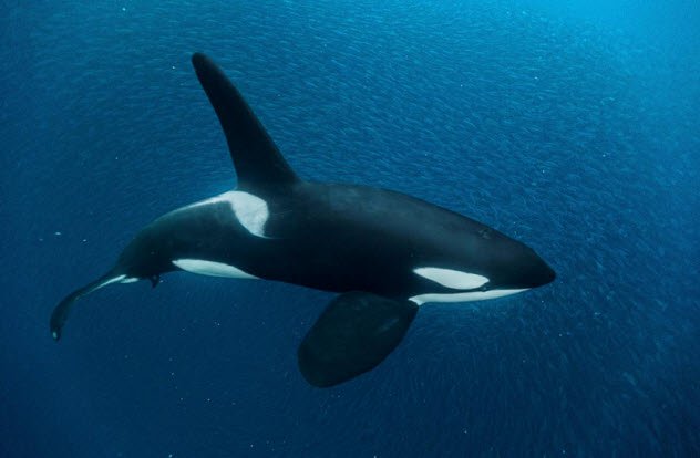 Killer Whale
