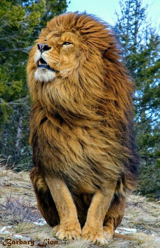 African Lion