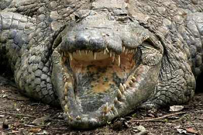 Saltwater Crocodile