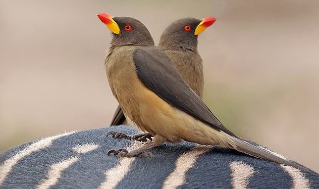 African Oxpeckers