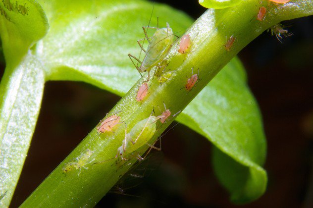Pea Aphids