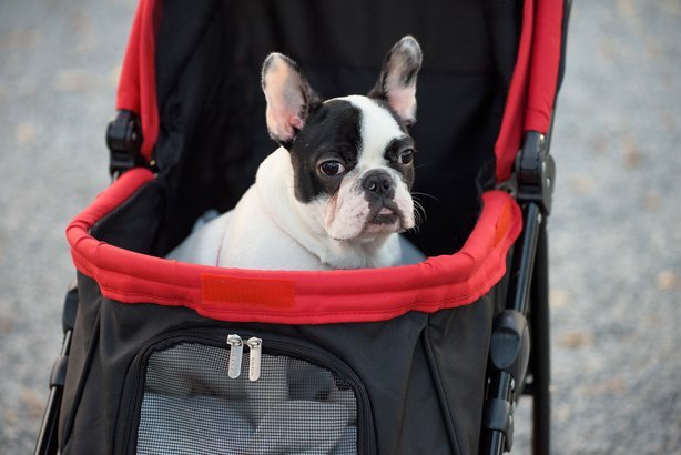 Pet stroller