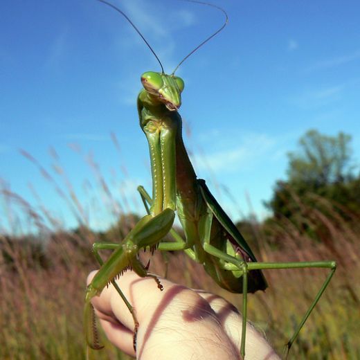 Praying mantis