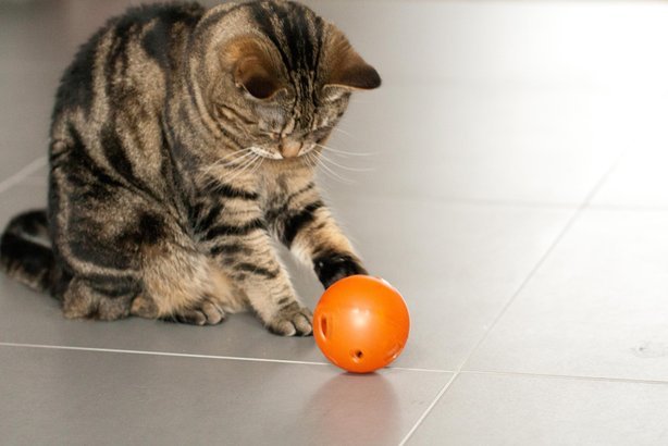 Puzzle treat