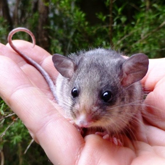 Mountain Pygmy Possum