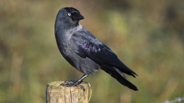 Jackdaws Stare Rivals Down
