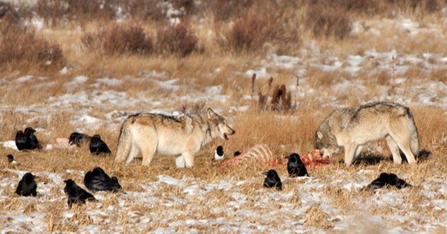 Friendship with wolves