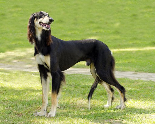 Saluki