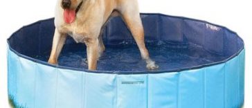 Genius Products to Keep Your Pet Cool All Summer