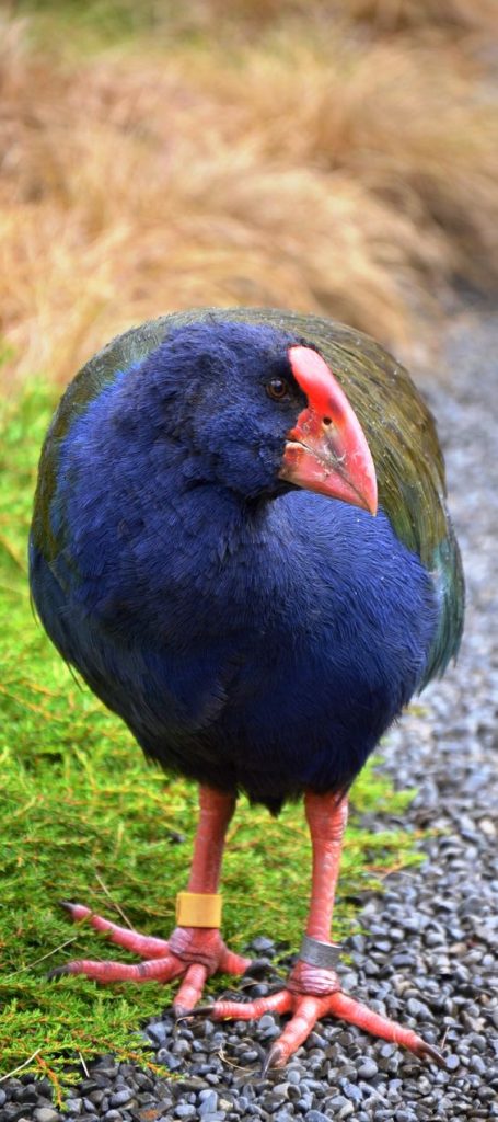 Takahe