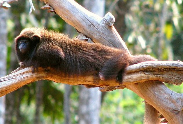 Syntax of Black-Fronted Titis