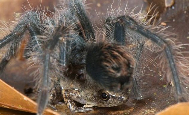 Colombian Lesserblack Tarantula