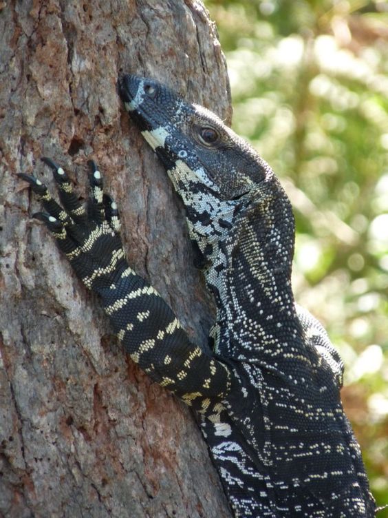 Tree Crocodile