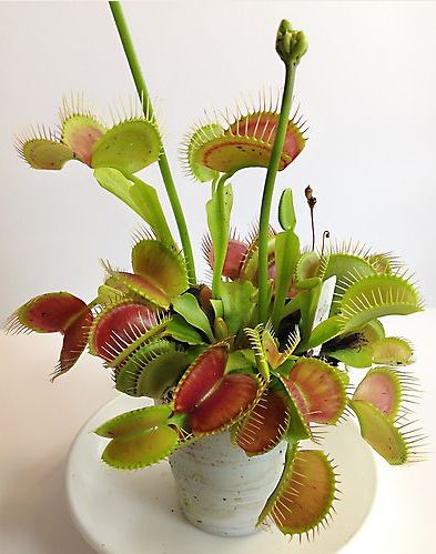 Venus Fly Trap