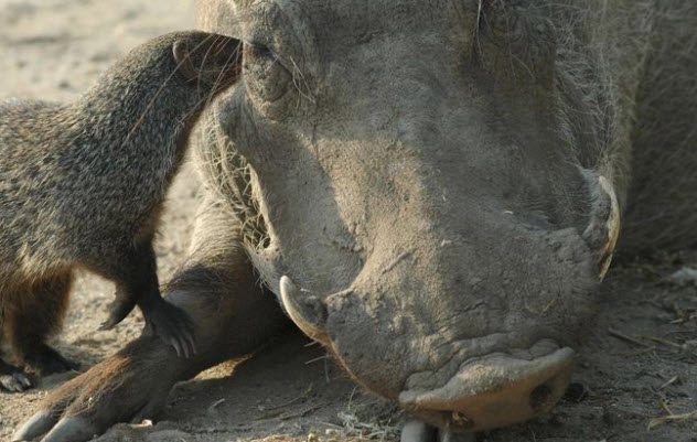 Warthogs and Mongooses