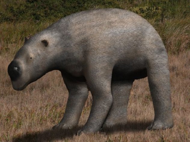 Wombats