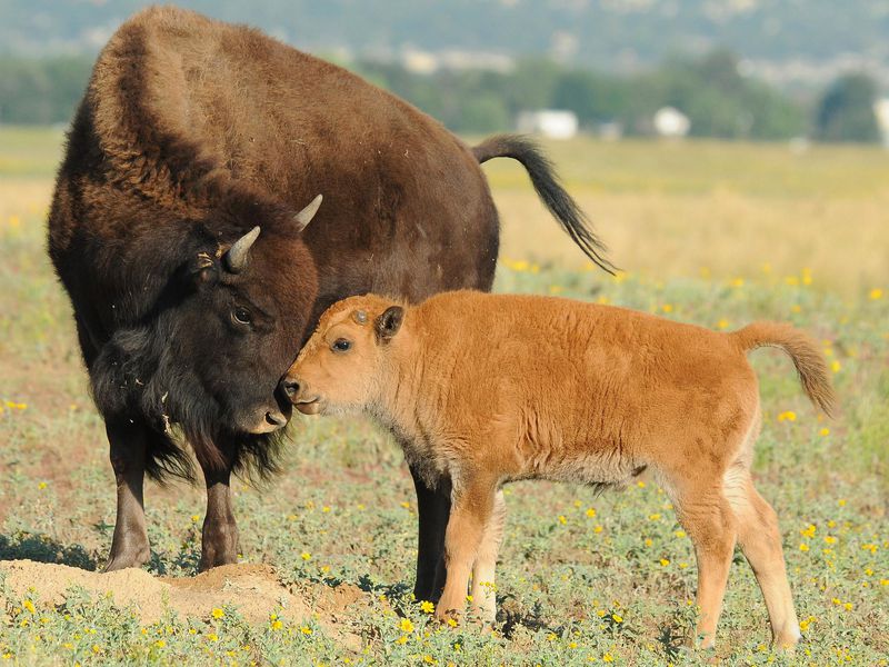 Baby Bison