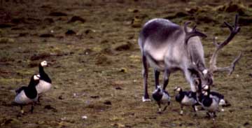 Little-Known Facts about Reindeer