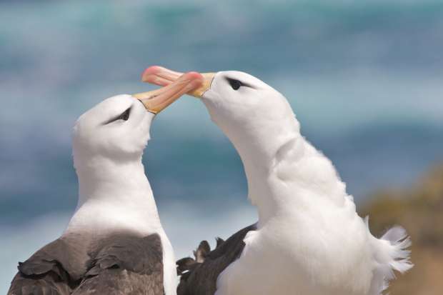 Albatrosses