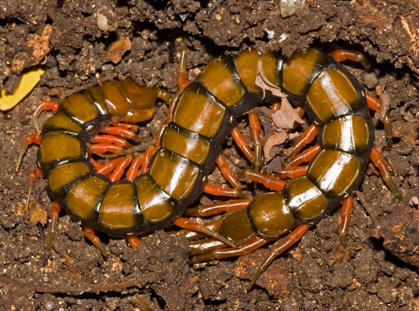 Amazonian Giant Centipede