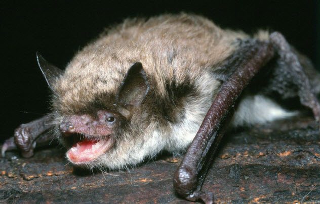 Brandt’s Myotis