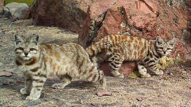 Andean Mountain Cat