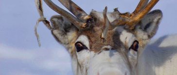 Little-Known Facts about Reindeer