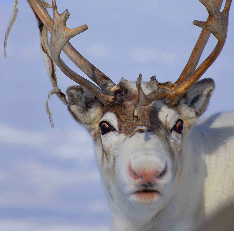 little-known-facts-about-reindeer-love-your-pet-pets-animals