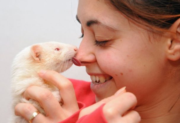 Fascinating Facts about Ferrets - Love Your Pet | Pets | Animals