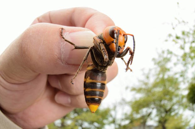 Asian Giant Hornet
